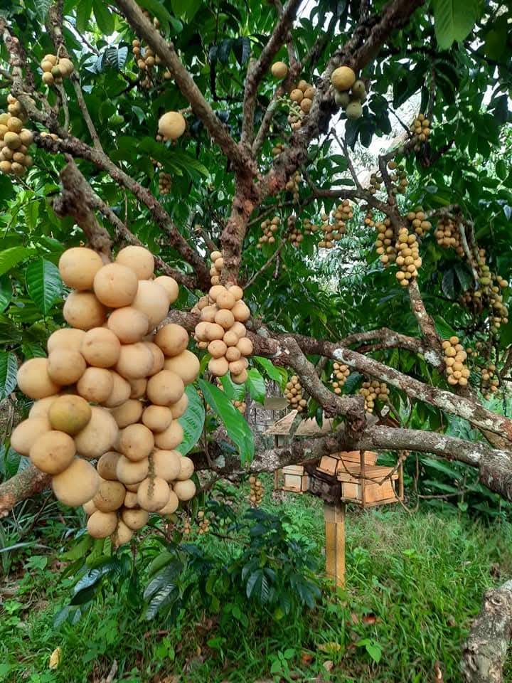 ผลผลิต