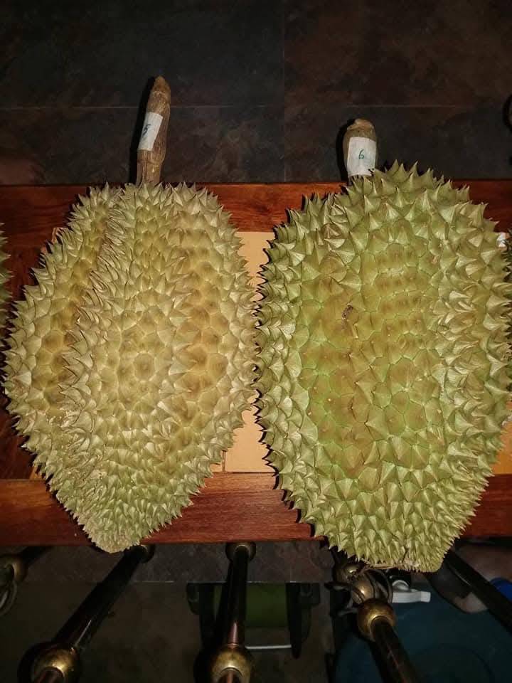 ผลผลิต